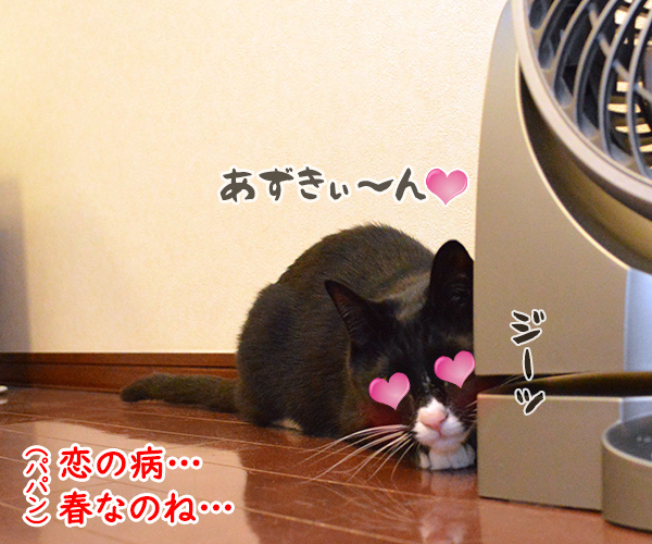 あずきさんの憂鬱 猫の写真で4コマ漫画 4コマ目ッ
