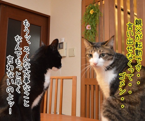 突然の別れ　猫の写真で４コマ漫画　２コマ目ッ