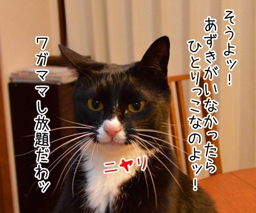 ひとりっこ　猫の写真で４コマ漫画　３コマ目ッ