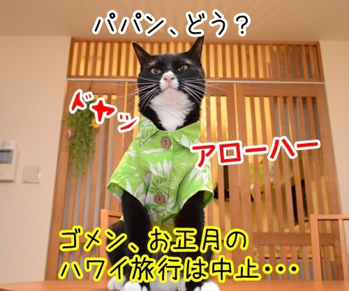 アローハー　猫の写真で４コマ漫画　１コマ目ッ