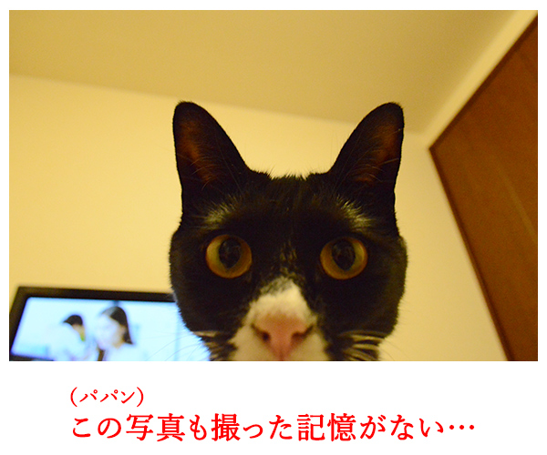 自撮り　猫の写真で４コマ漫画　２コマ目ッ