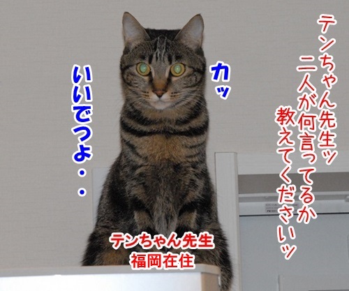 コラボ 其の七（テンちゃん）　猫の写真で４コマ漫画　３コマ目ッ