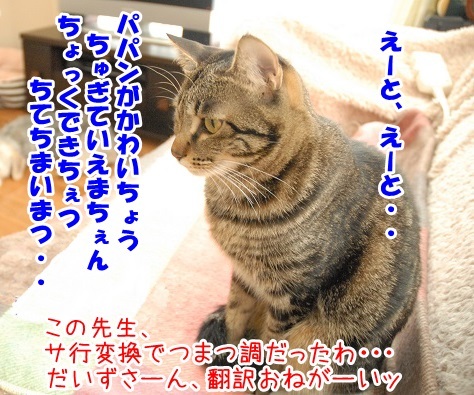 コラボ 其の七（テンちゃん）　猫の写真で４コマ漫画　４コマ目ッ