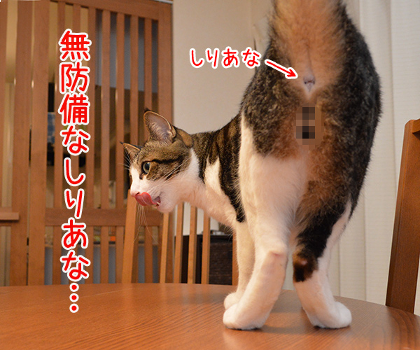 しりあな　猫の写真で４コマ漫画　１コマ目ッ