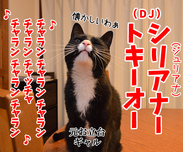 しりあな　猫の写真で４コマ漫画　３コマ目ッ