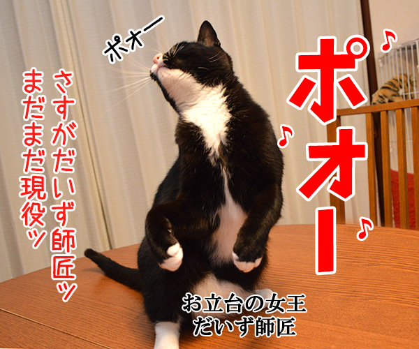 しりあな　猫の写真で４コマ漫画　４コマ目ッ