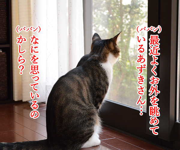 おそとには　猫の写真で４コマ漫画　１コマ目ッ