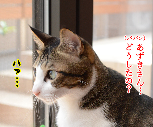 おそとには　猫の写真で４コマ漫画　２コマ目ッ