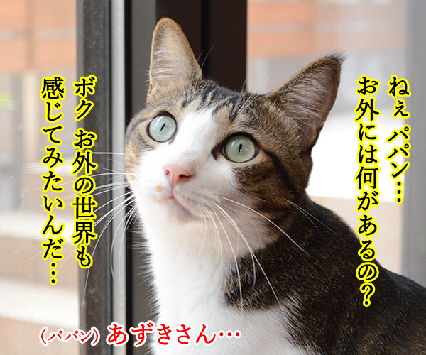 おそとには　猫の写真で４コマ漫画　３コマ目ッ