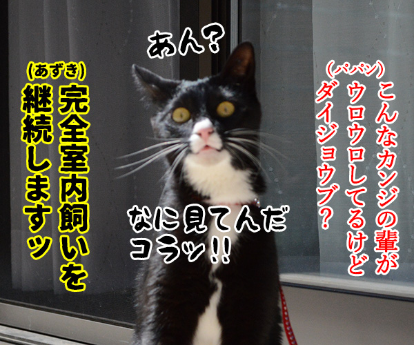 おそとには　猫の写真で４コマ漫画　４コマ目ッ