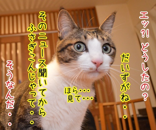 遠野なぎこさん　結婚おめでとう　猫の写真で４コマ漫画　２コマ目ッ