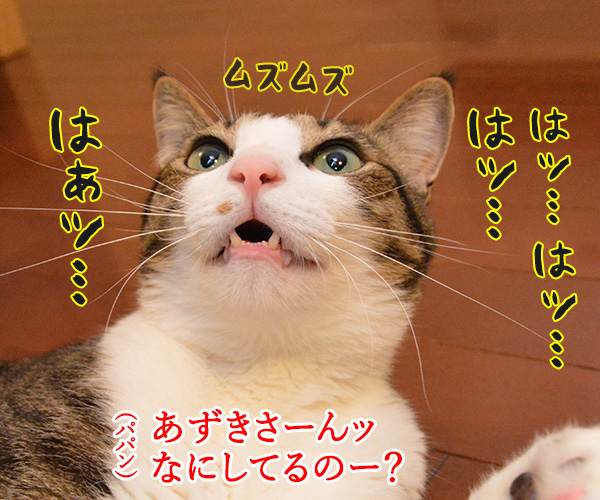 くしゃみが出そう　猫の写真で４コマ漫画　３コマ目ッ