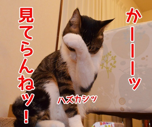 今すぐKiss me　猫の写真で４コマ漫画　４コマ目ッ