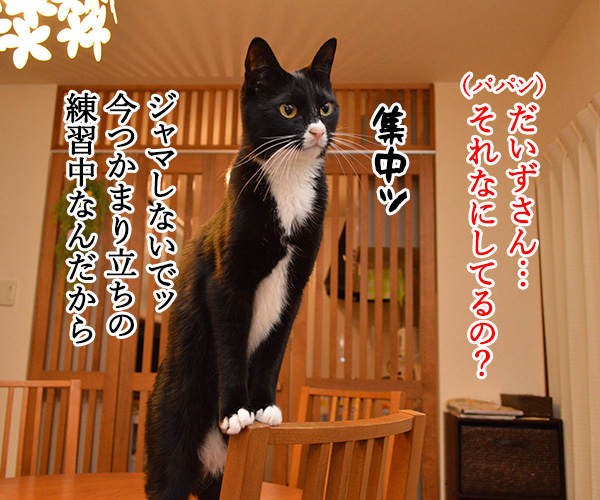 練習中なのよッ　猫の写真で４コマ漫画　１コマ目ッ