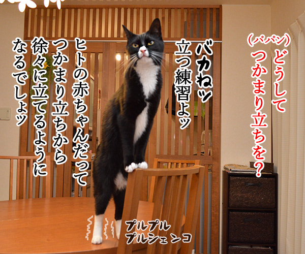 練習中なのよッ　猫の写真で４コマ漫画　２コマ目ッ