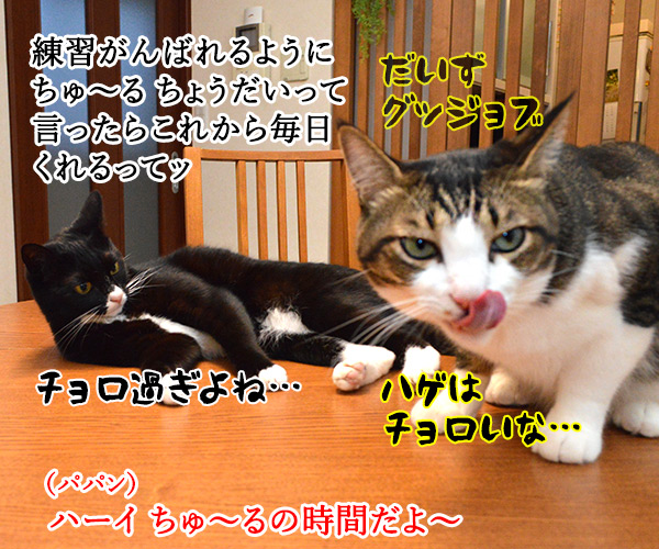 練習中なのよッ　猫の写真で４コマ漫画　４コマ目ッ