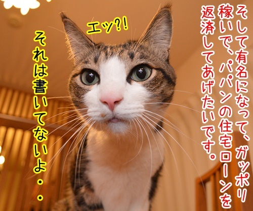 ボクのゆめ　猫の写真で４コマ漫画　３コマ目ッ