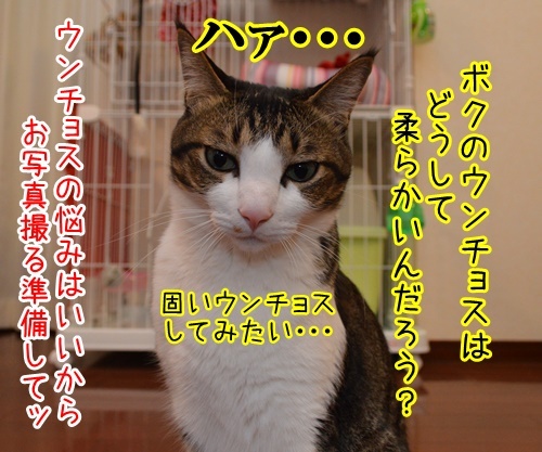 お写真撮りますッ　猫の写真で４コマ漫画　３コマ目ッ