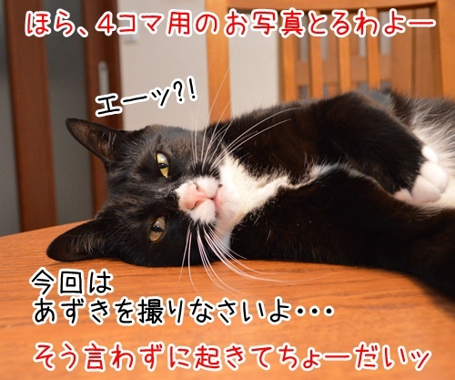 お写真撮りますッ　猫の写真で４コマ漫画　２コマ目ッ