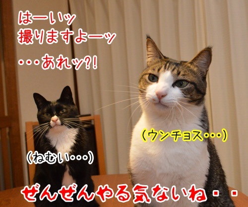 お写真撮りますッ　猫の写真で４コマ漫画　４コマ目ッ