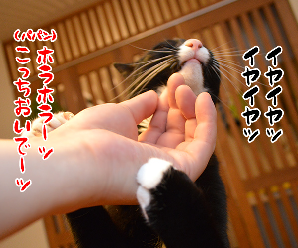 パパンのオヤツを食べちゃったからオ・シ・オ・キ❤︎　猫の写真で４コマ漫画　１コマ目ッ