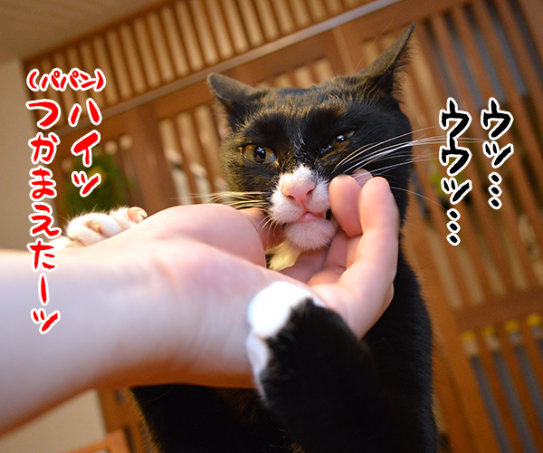 パパンのオヤツを食べちゃったからオ・シ・オ・キ❤︎　猫の写真で４コマ漫画　２コマ目ッ