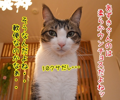 ウンチョス調査　猫の写真で４コマ漫画　３コマ目ッ