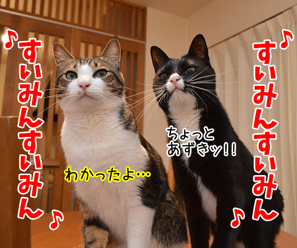 すいみん不足　猫の写真で４コマ漫画　３コマ目ッ