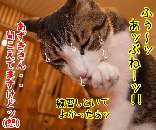 悪いコは…　猫の写真で４コマ漫画　４コマ目ッ