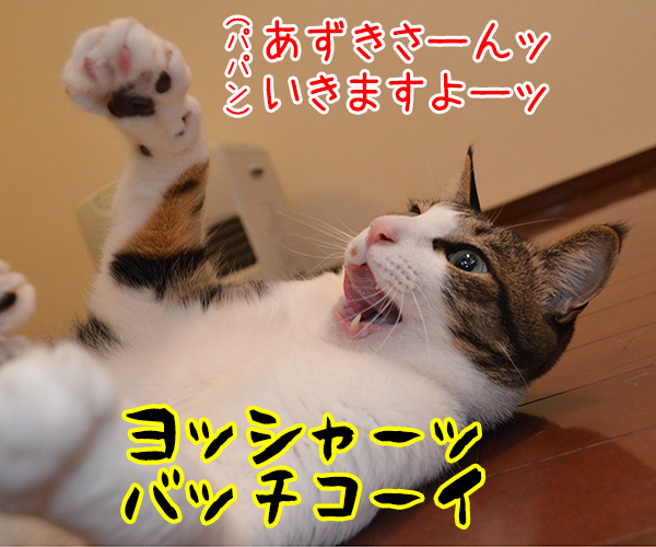 ねこと遊ぶということ　猫の写真で４コマ漫画　１コマ目ッ