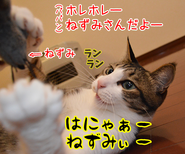 ねこと遊ぶということ　猫の写真で４コマ漫画　２コマ目ッ