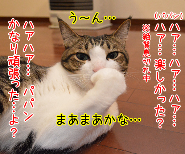 ねこと遊ぶということ　猫の写真で４コマ漫画　３コマ目ッ