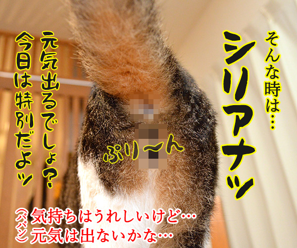 パパンが疲れちゃったときは…　猫の写真で４コマ漫画　２コマ目ッ