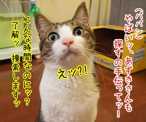 探すの手伝ってッ　猫の写真で４コマ漫画　１コマ目ッ