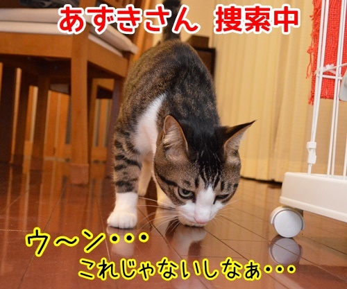 探すの手伝ってッ　猫の写真で４コマ漫画　２コマ目ッ