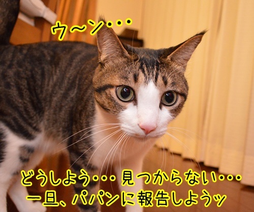 探すの手伝ってッ　猫の写真で４コマ漫画　３コマ目ッ