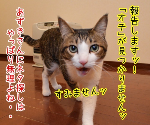 探すの手伝ってッ　猫の写真で４コマ漫画　４コマ目ッ