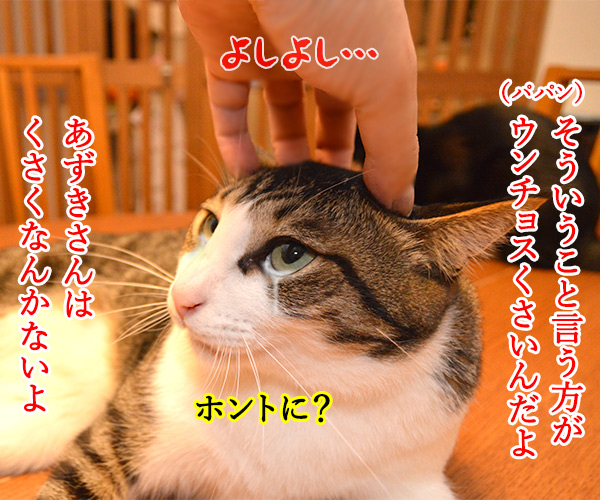 いじめるの…　猫の写真で４コマ漫画　２コマ目ッ