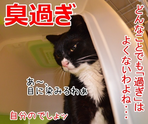 過ぎたるは…　猫の写真で４コマ漫画　１コマ目ッ