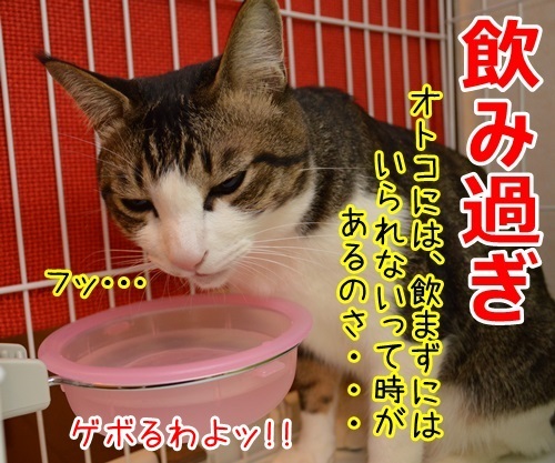 過ぎたるは…　猫の写真で４コマ漫画　２コマ目ッ