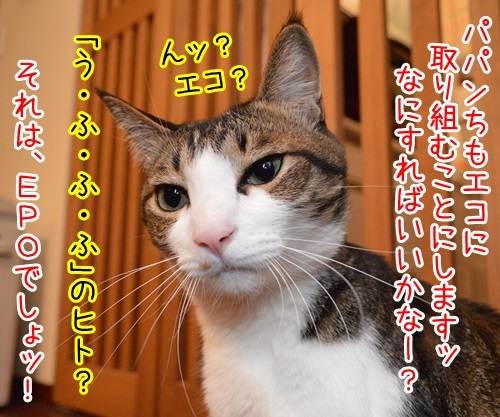 エコに取り組むッ　猫の写真で４コマ漫画　１コマ目ッ