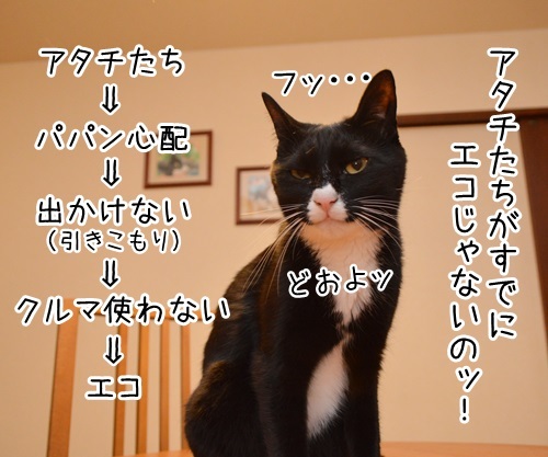 エコに取り組むッ　猫の写真で４コマ漫画　２コマ目ッ