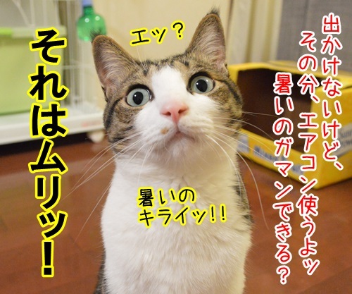 エコに取り組むッ　猫の写真で４コマ漫画　３コマ目ッ