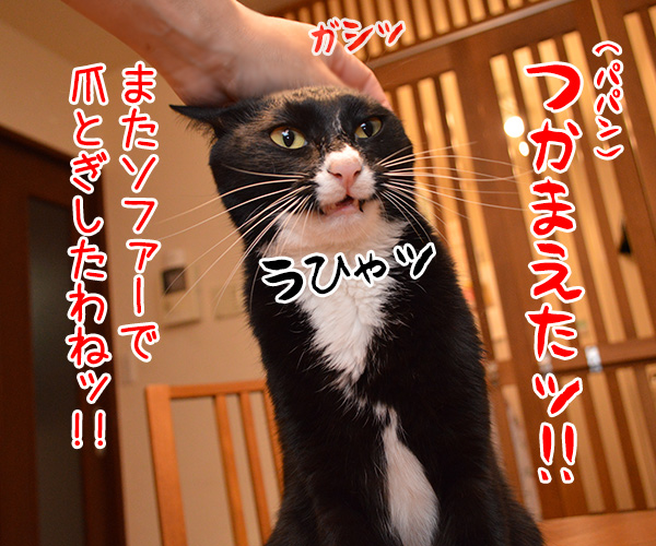 うっかりさん　猫の写真で４コマ漫画　１コマ目ッ