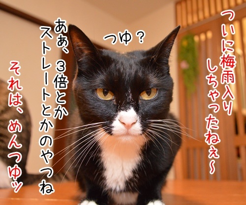 つゆいり　猫の写真で４コマ漫画　１コマ目ッ