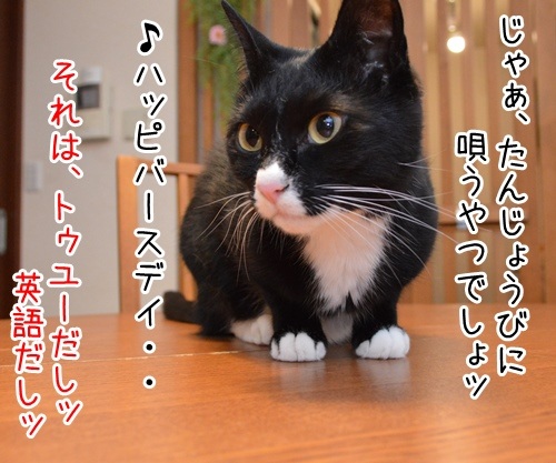 つゆいり　猫の写真で４コマ漫画　２コマ目ッ