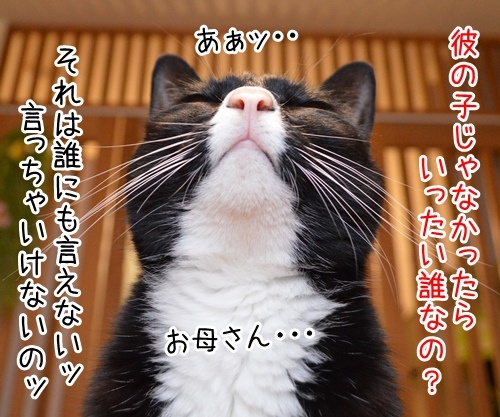 ジューンブライド　其の七（最終回）　猫の写真で４コマ漫画　１コマ目ッ