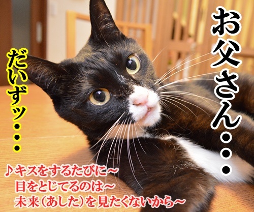 ジューンブライド　其の七（最終回）　猫の写真で４コマ漫画　３コマ目ッ