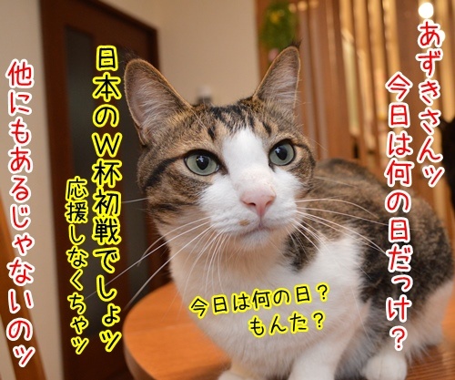 父の日　猫の写真で４コマ漫画　２コマ目ッ