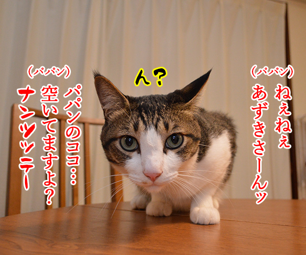 夏なんてッ　猫の写真で４コマ漫画　３コマ目ッ